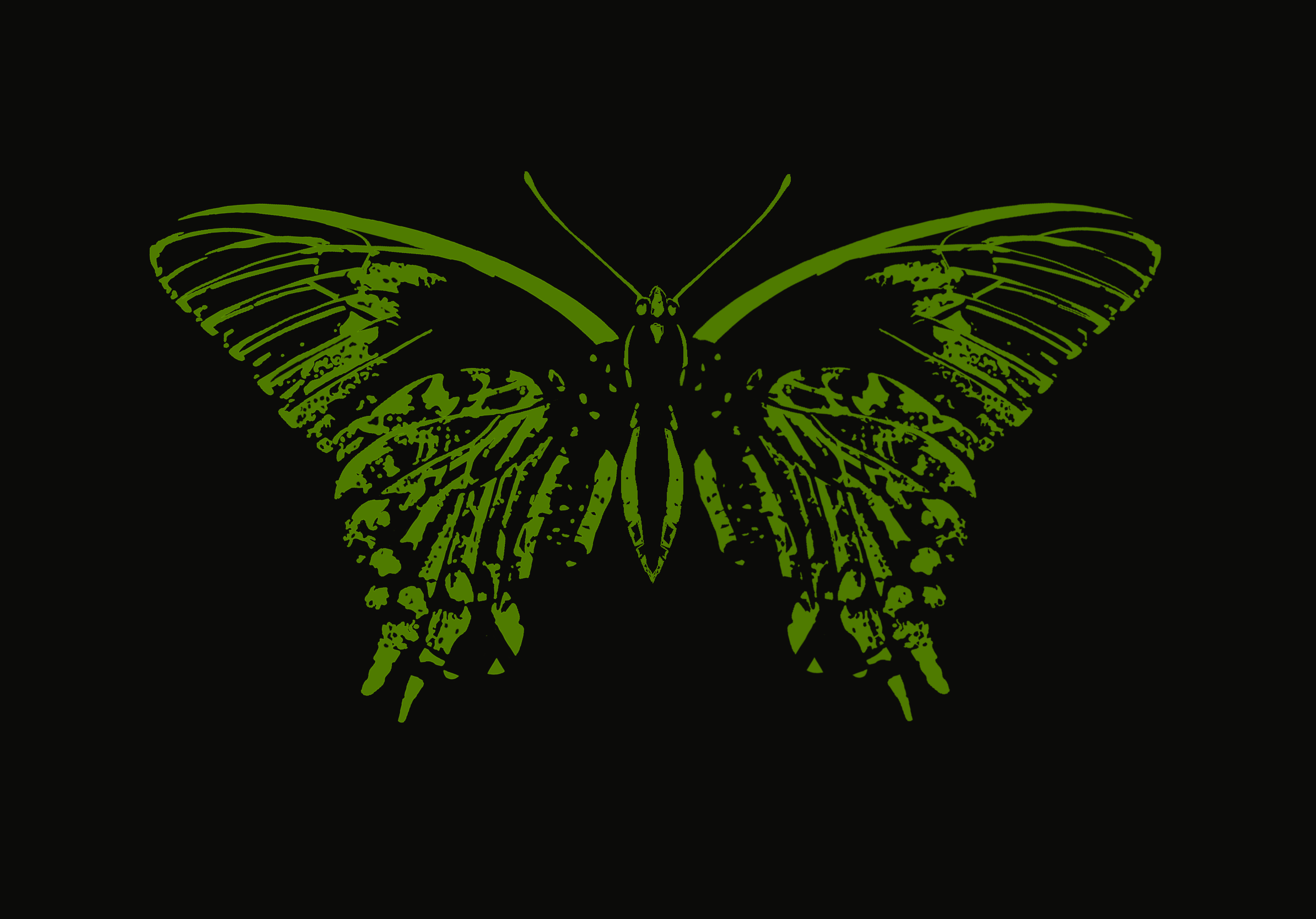 La Coquille – illustration de papillon